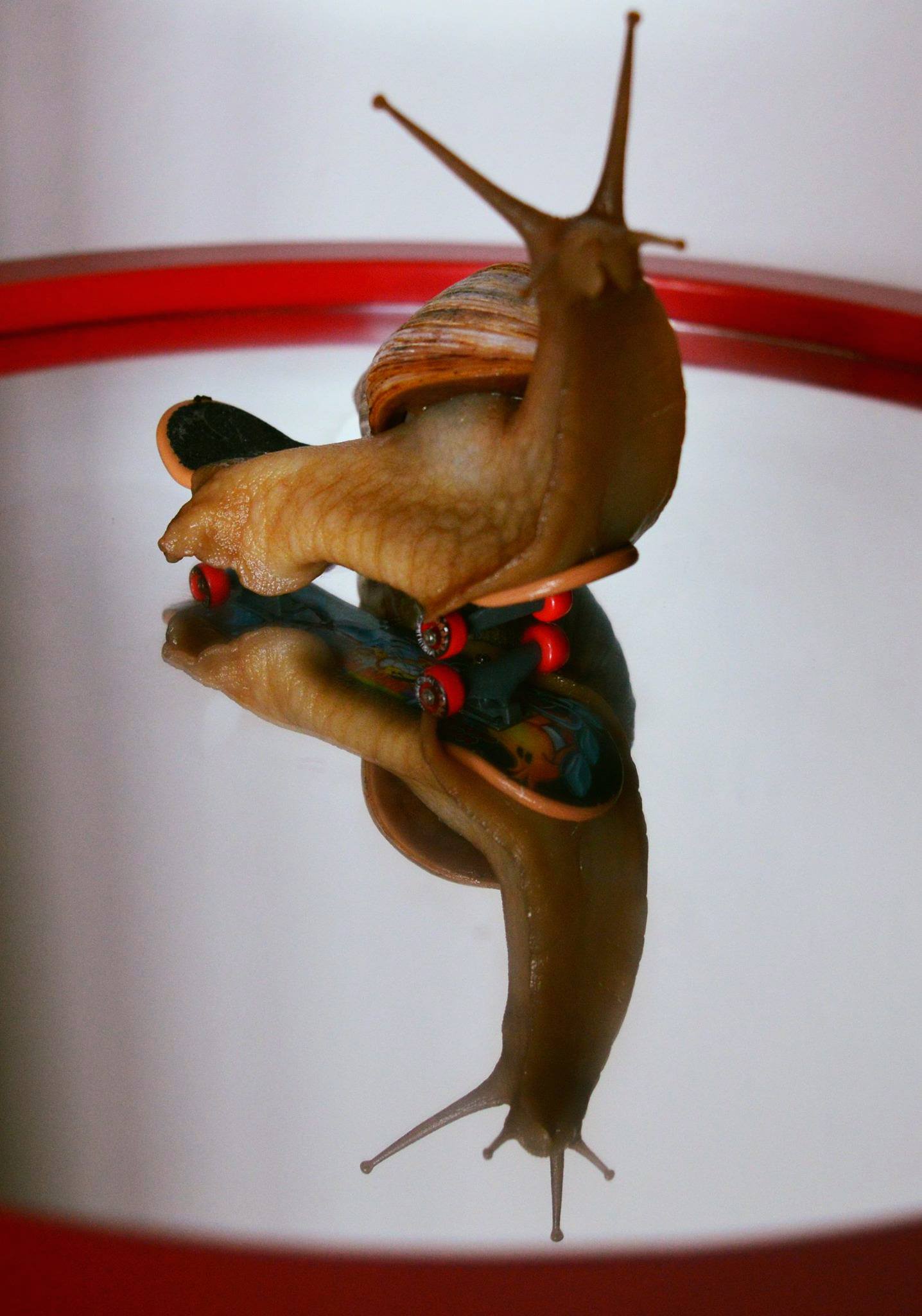 13305138_10154177570423134_712426582236154358_o