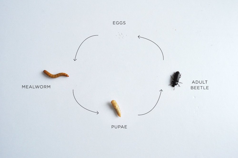 17637236_1667582593543491_2267176856100790590_o