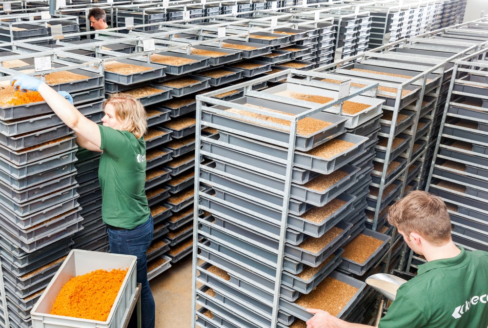 Insect (Lesser Mealworm) Production at Kreca Ento-Food