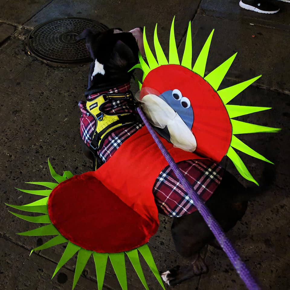 45122163_10156755758088134_7566153700192813056_n