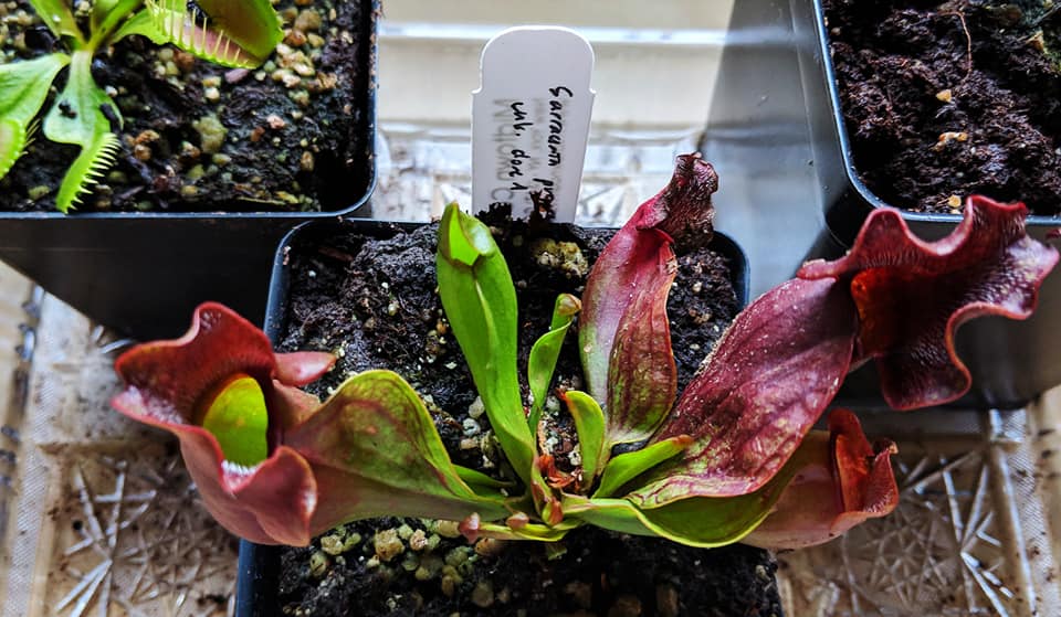 43294870_10156700983443134_4971825129345515520_n