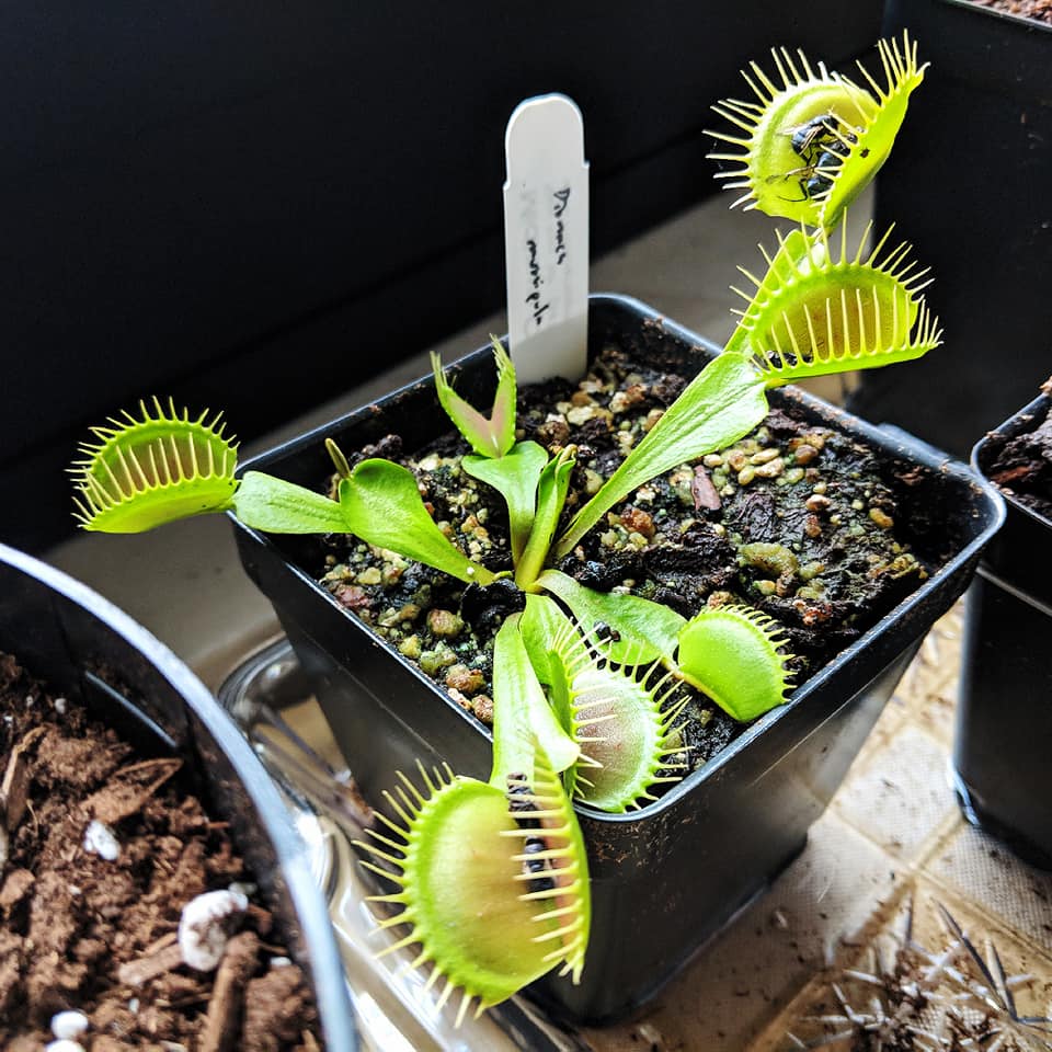 43445400_10156700983378134_3340589931780112384_n