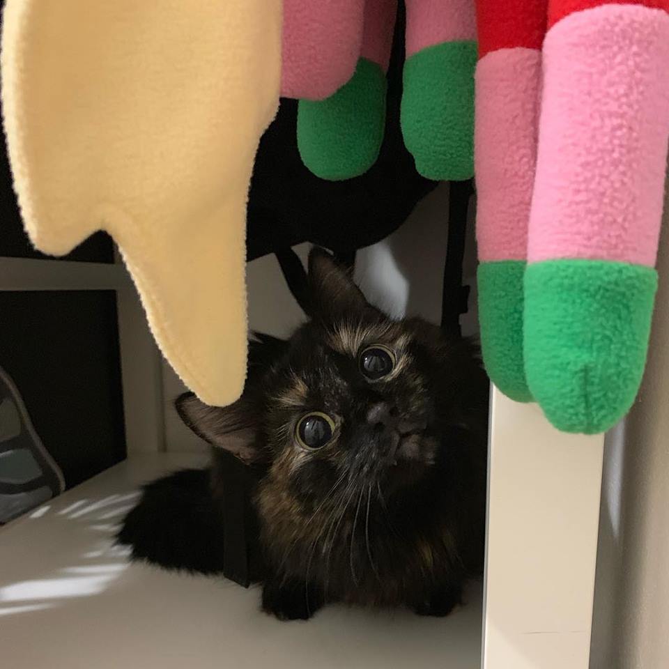 49237432_10212967069792256_8337389686066511872_n