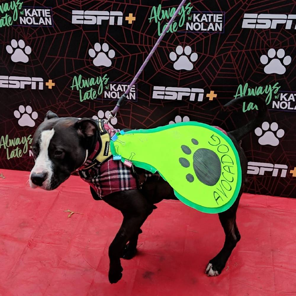 45220861_249713029039665_7811172569293258752_o