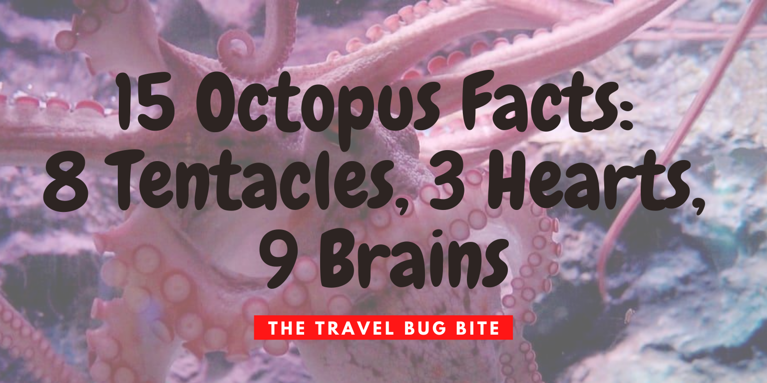15 Octopus Facts: 8 Tentacles, 3 Hearts, 9 Brains * The Travel Bug Bite