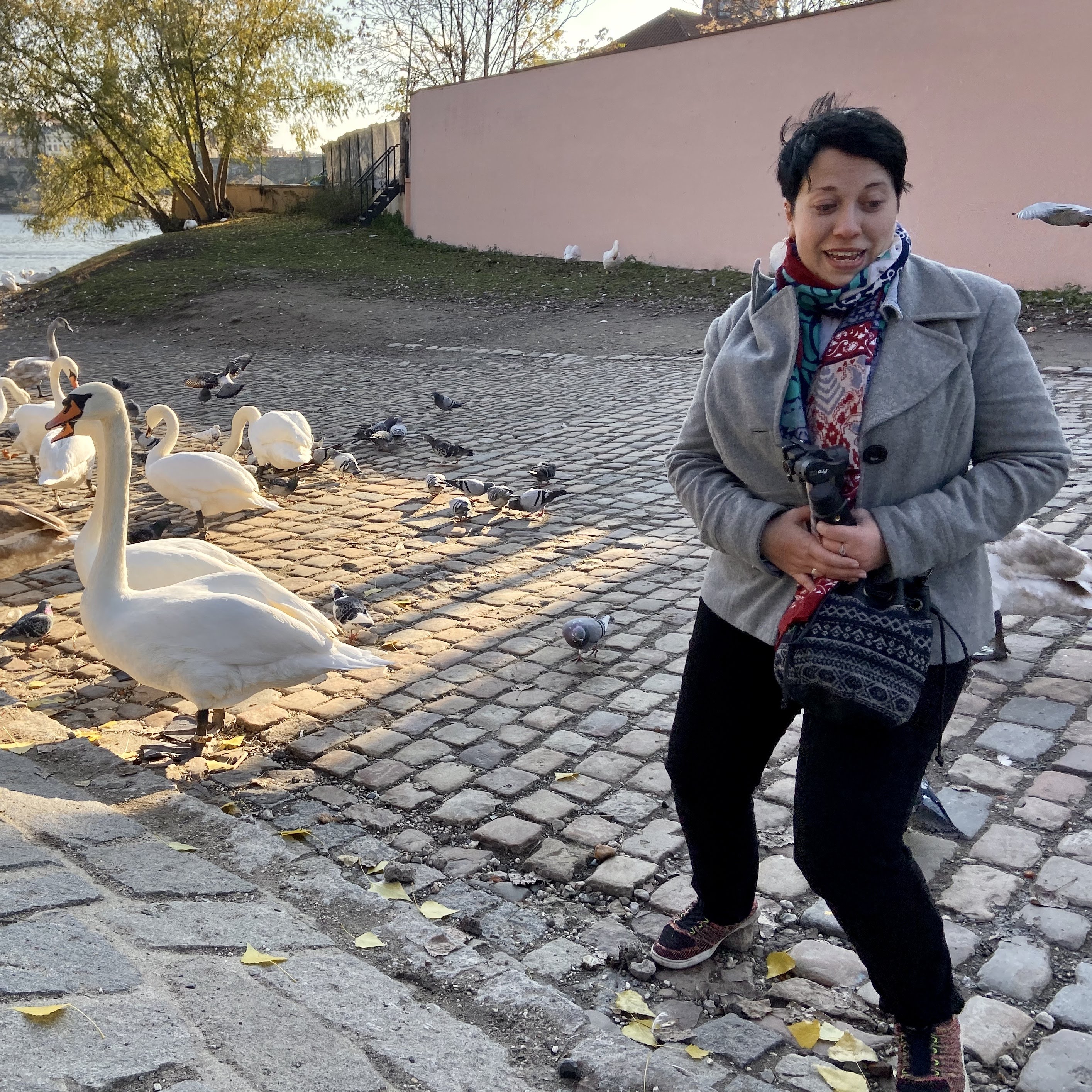 Lesser Town Swans, Prague, CZ