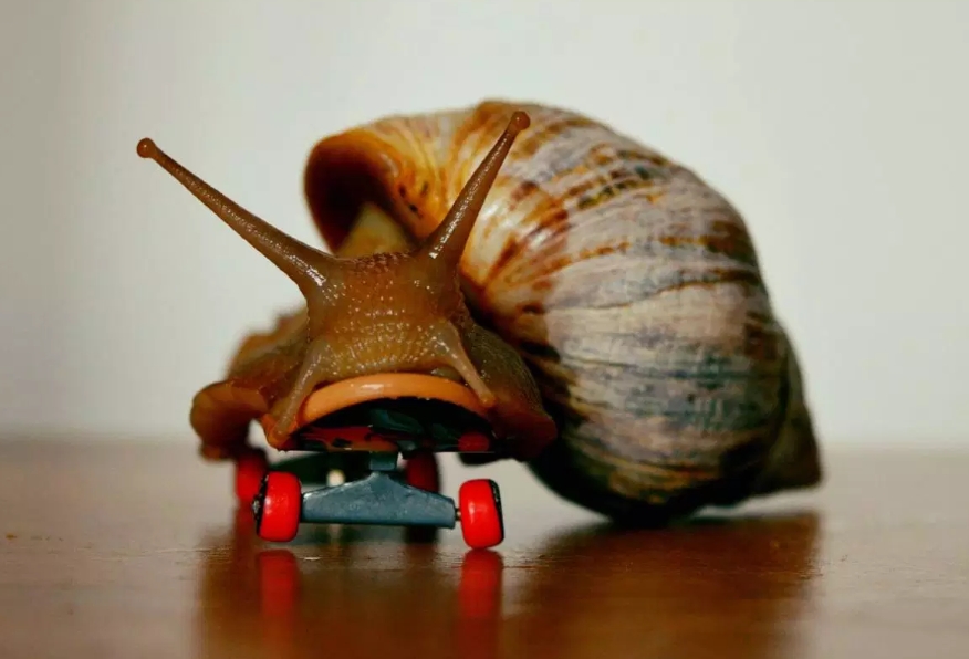 Snail